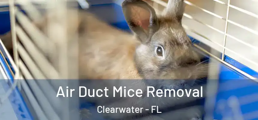  Air Duct Mice Removal Clearwater - FL